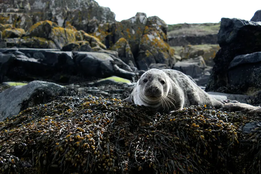 Seal on the east fife coast path